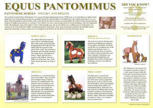 Equus pantomimus and its subspecies, credit Chris Dawson, 2017
