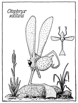 Otopteryx volitans (Stumpke 1961 Bau und Leben der Rhinogradentia).