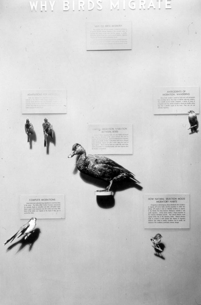 AMNH-321759-Why-Birds-Migrate-hi