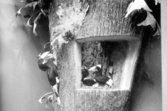 AMNH-2A23630-nest-in-tree-hi-1 AMNH-2A23630-nest-in-tree-hi-1