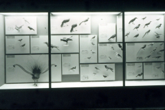 AMNH-2A23631-systematics-display-hi AMNH-2A23631-systematics-display-hi