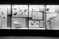 AMNH-2A23632-full-panel-display-2-correct-orientation-hi AMNH-2A23632-full-panel-display-2-correct-orientation-hi