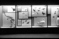 AMNH-2A23632-muliple-panel-display1-hi