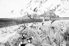 AMNH-318614-diorama-hi AMNH-318614-diorama-hi