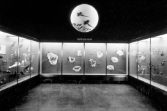 AMNH-320862-Evolution-panels-hi AMNH-320862-Evolution-panels-hi