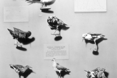 AMNH-321735-Individual-radiation-hi AMNH-321735-Individual-radiation-hi