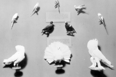 AMNH-321736-Polymorphism-hi AMNH-321736-Polymorphism-hi