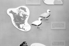 AMNH-321737-Geographic-polymorphism-hi AMNH-321737-Geographic-polymorphism-hi