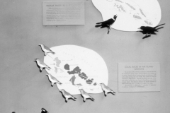 AMNH-321741-Speciation-on-islands-hi AMNH-321741-Speciation-on-islands-hi