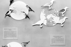 AMNH-321742-Species-in-the-making-hi AMNH-321742-Species-in-the-making-hi