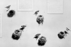 AMNH-321744-Completed-species-formation-hi