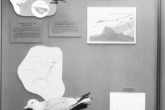 AMNH-321754-How-migration-is-studied-hi-copy AMNH-321754-How-migration-is-studied-hi-copy