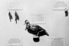 AMNH-321759-Why-Birds-Migrate-hi AMNH-321759-Why-Birds-Migrate-hi