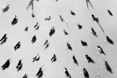 AMNH-325415-Systematics-display-hi AMNH-325415-Systematics-display-hi