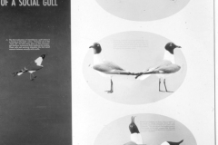 AMNH-328428-Mating-Behavior-of-a-Social-Gull-hi AMNH-328428-Mating-Behavior-of-a-Social-Gull-hi