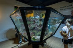 Aquarium in Horniman Museum