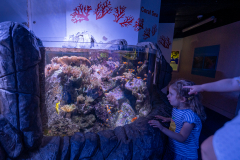 Aquarium in Horniman Museum