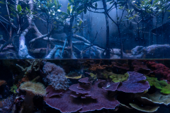 Aquarium in Horniman Museum