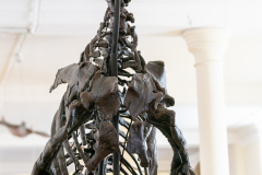 Iguanodon bernissartensis in Sedgwick Museum Cambridge