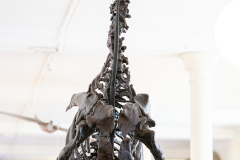 Iguanodon bernissartensis in Sedgwick Museum Cambridge