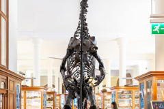 Iguanodon bernissartensis in Sedgwick Museum Cambridge