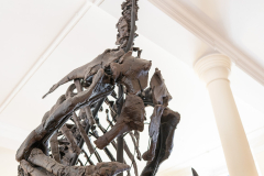 Iguanodon bernissartensis in Sedgwick Museum Cambridge