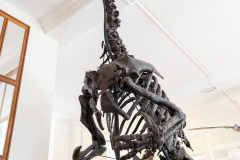 Iguanodon bernissartensis in Sedgwick Museum Cambridge