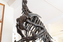 Iguanodon bernissartensis in Sedgwick Museum Cambridge