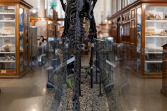 Iguanodon bernissartensis in Sedgwick Museum Cambridge