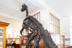 Iguanodon bernissartensis in Sedgwick Museum Cambridge