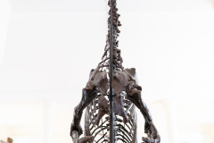 Iguanodon bernissartensis in Sedgwick Museum Cambridge