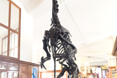 Iguanodon bernissartensis in Sedgwick Museum Cambridge