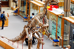 Iguanodon on display in Oxford Museum of Natural History