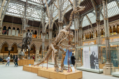 Iguanodon on display in Oxford Museum of Natural History