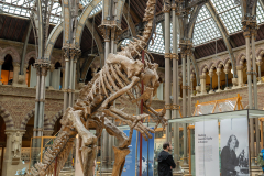 Iguanodon on display in Oxford Museum of Natural History