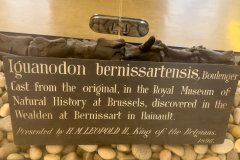 Sedgwick-Museum-Geology-Cambridge-IMG_2559