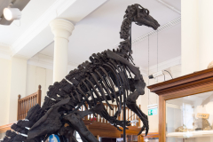 Iguanodon on display in Sedgwick Museum of Geology