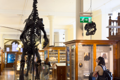 Iguanodon on display in Sedgwick Museum of Geology