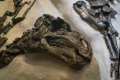 Excavation display of the Bernissart Iguanodons