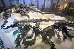 Excavation display of the Bernissart Iguanodons