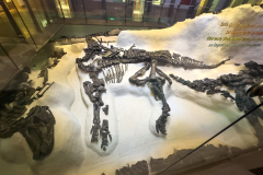 Excavation display of the Bernissart Iguanodons