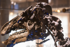 Bernissart Iguanodons