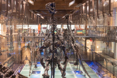 Bernissart Iguanodons
