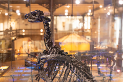 Bernissart Iguanodons