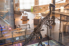 Bernissart Iguanodons