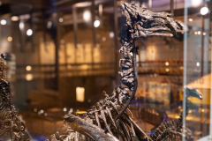 Bernissart Iguanodons