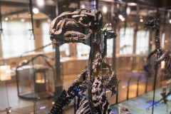 Bernissart Iguanodons
