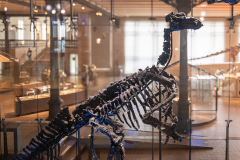 Bernissart Iguanodons