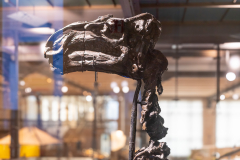 Bernissart Iguanodons