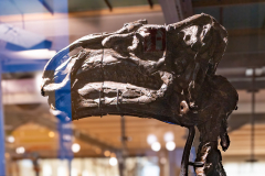 Bernissart Iguanodons